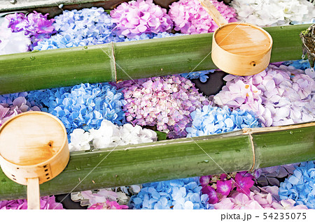 柳谷観音の紫陽花 54235075