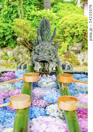 柳谷観音の紫陽花 54235076