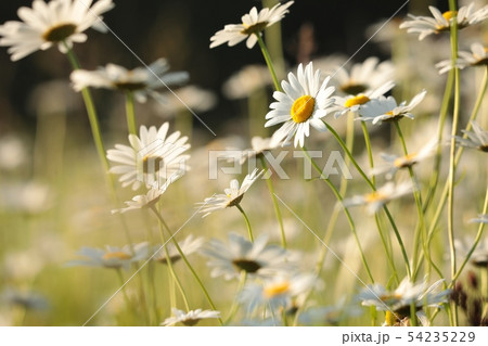 Daisies on a spring meadow at sunset Daisies on a spring meadow at sunset 54235229