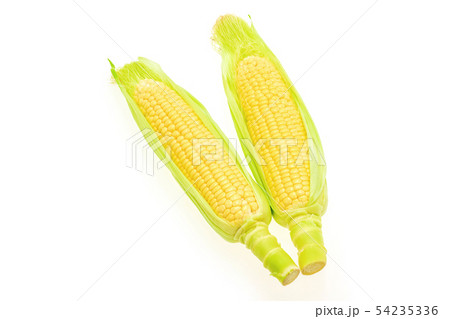 トウモロコシ 2本 トウモロコシ 2本 54235336