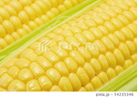 トウモロコシ 54235346