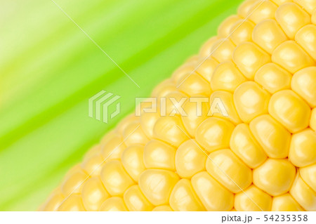 トウモロコシ 54235358