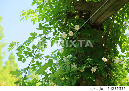 ツルバラの花　ボビージェームス 54235535