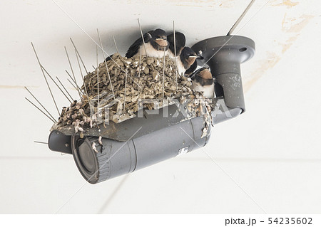 ツバメ 巣 燕 ひな セキュリティカメラ 子育て いきもの 鳥 バード スワロー ツバメ 巣 燕 ひな セキュリティカメラ 子育て いきもの 鳥 バード スワロー 54235602