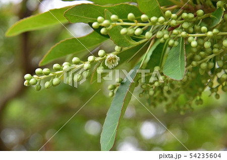 ホルトノキの花 ホルトノキの花 54235604