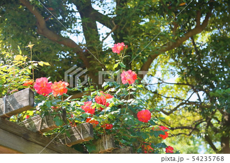 ツル薔薇の花 プリンセスミチコ ツル薔薇の花 プリンセスミチコ 54235768