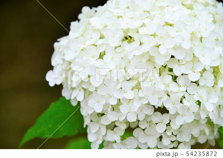 白い紫陽花アナベルの写真素材