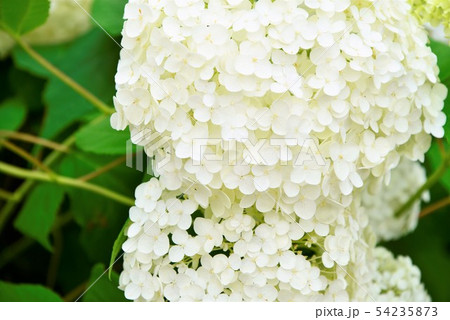 白い紫陽花アナベル 白い紫陽花アナベル 54235873