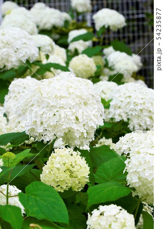 白い紫陽花アナベルの写真素材