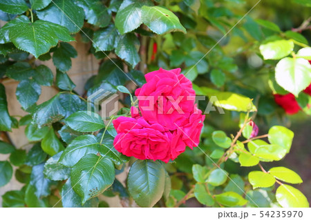 ツル薔薇の花　ウルメールムンスター 54235970