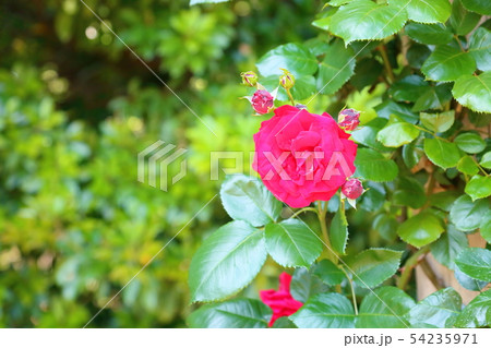 ツル薔薇の花　ウルメールムンスター 54235971