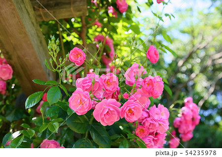 ツル薔薇の花 アンジェラの写真素材