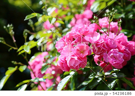 ツル薔薇の花 アンジェラの写真素材