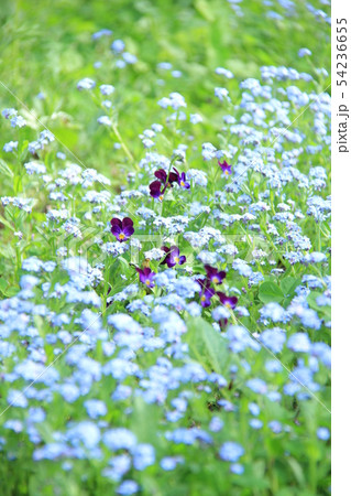 小さい花、春の花、すみれ、わすれなぐさ、野の花 54236655