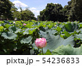 長岡天満宮「蓮の花」　境内の八条池に隣接する小さな池には今蓮の花の花が見事に咲いていました。 54236833