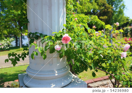 ツル薔薇の花　ラジオタイム 54236980