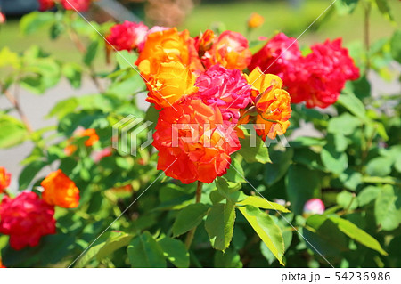 ツル薔薇の花　ふれ太鼓 54236986