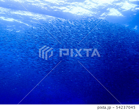 海中を泳ぐ魚 海中を泳ぐ魚 54237045