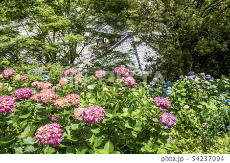 柳谷観音の紫陽花 柳谷観音の紫陽花 54237094