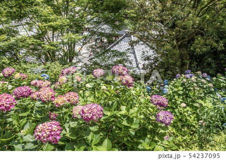 柳谷観音の紫陽花 柳谷観音の紫陽花 54237095