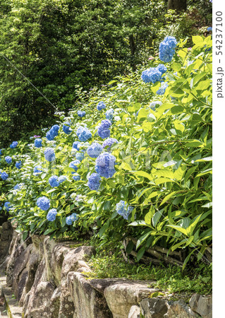 柳谷観音の紫陽花 柳谷観音の紫陽花 54237100