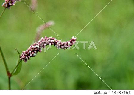 イヌタデ 54237161