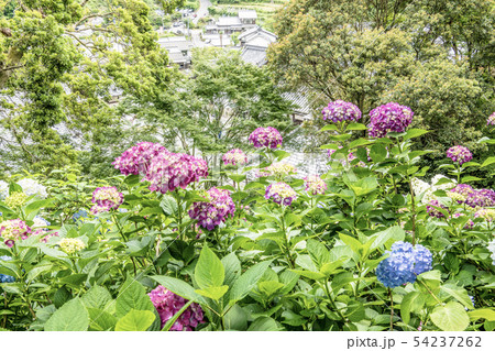 柳谷観音の紫陽花 柳谷観音の紫陽花 54237262