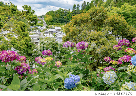 柳谷観音の紫陽花 54237276