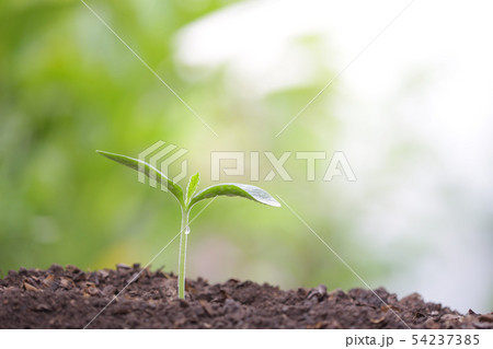 Young green plant with dew growing 54237385