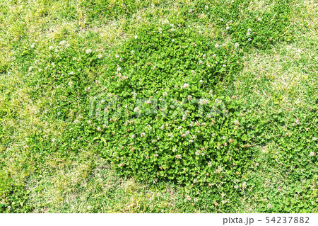 芝生 芝生 54237882