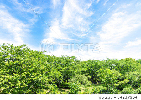 新緑と青空 54237904