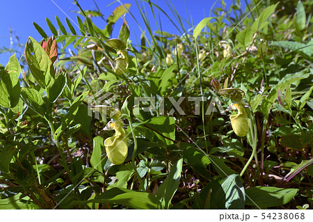 キバナノアツモリソウ 黄花の敦盛草 キバナノアツモリソウ 黄花の敦盛草 54238068