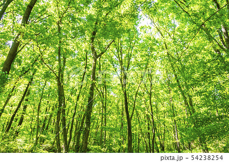 新緑 森林浴 54238254