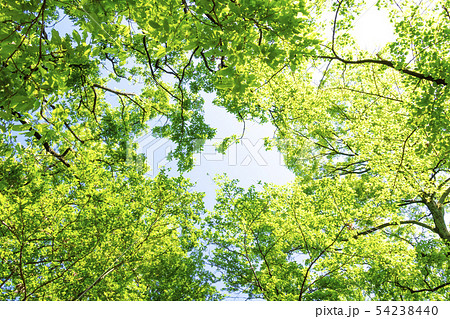 新緑と木漏れ日の写真素材