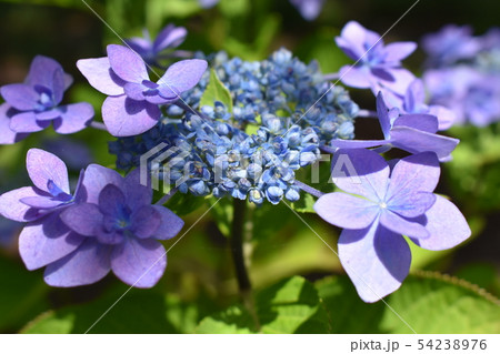 茅ヶ崎市高砂緑地　紫陽花 54238976