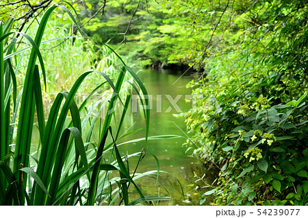 森の水辺 森の水辺 54239077