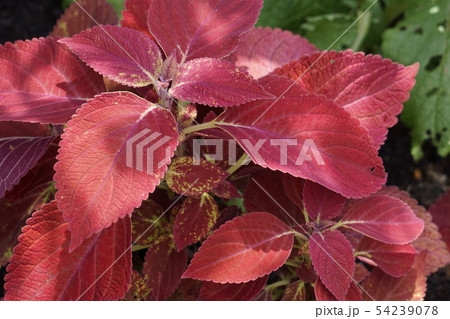 コリウス　観賞植物　01 54239078