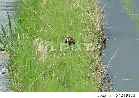 タマシギ タマシギ 54239173