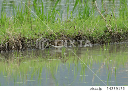タマシギ タマシギ 54239176