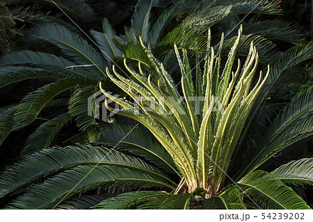 奄美大島のソテツ 54239202