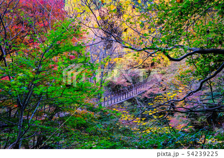 花貫渓谷:汐見滝吊橋 (秋) 花貫渓谷:汐見滝吊橋 (秋) 54239225