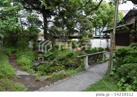 新緑の松籟庵 茅ヶ崎市 新緑の松籟庵 茅ヶ崎市 54239312