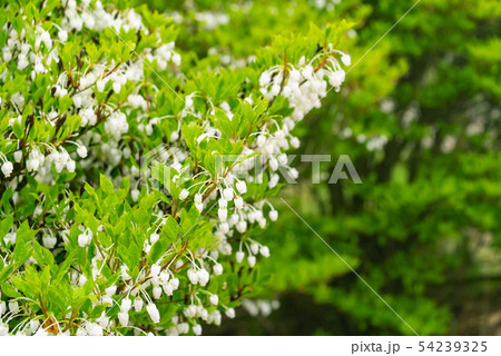 シロドウダン シロドウダン 54239325