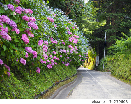 北鎌倉　亀ヶ谷切通しのアジサイ 54239608