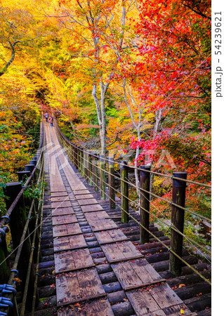 花貫渓谷：汐見滝吊橋 （秋） 54239621
