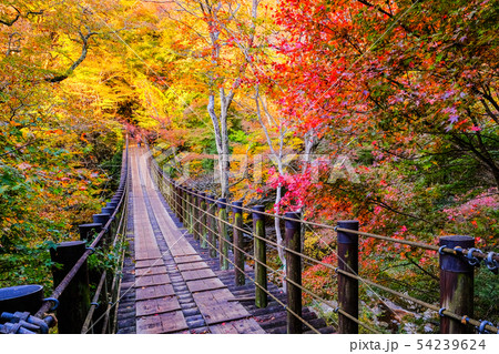 花貫渓谷:汐見滝吊橋 (秋) 花貫渓谷:汐見滝吊橋 (秋) 54239624
