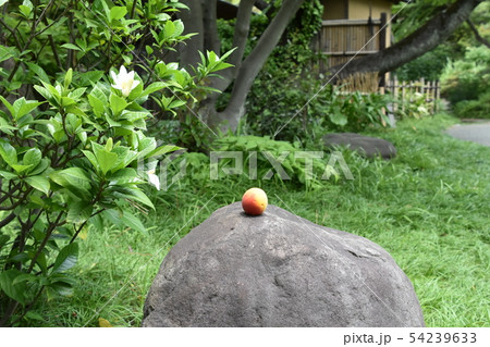 新緑の松籟庵　梅の実　茅ヶ崎市　 54239633