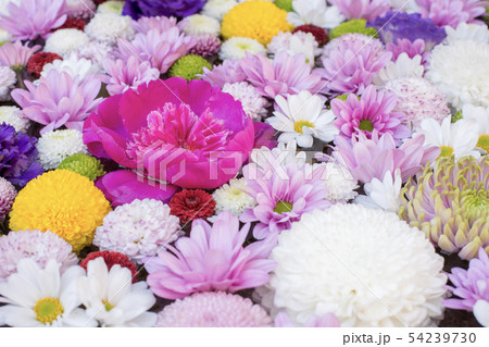 京都・六角堂の花 54239730