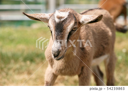 動物園のヤギ　アルパイン 54239863