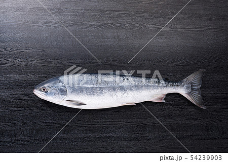 北海道の新鮮な鮭 54239903